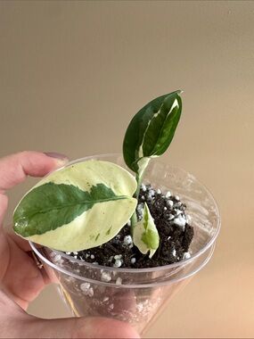 N'Joy Pothos-Rooted
